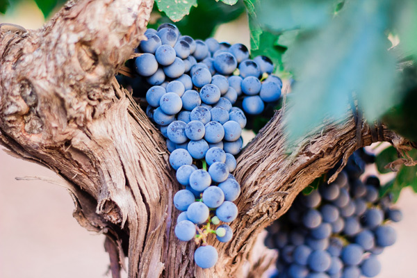 La cepa Cabernet Sauvignon