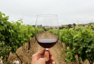Cambio climático amenaza la producción de vinos