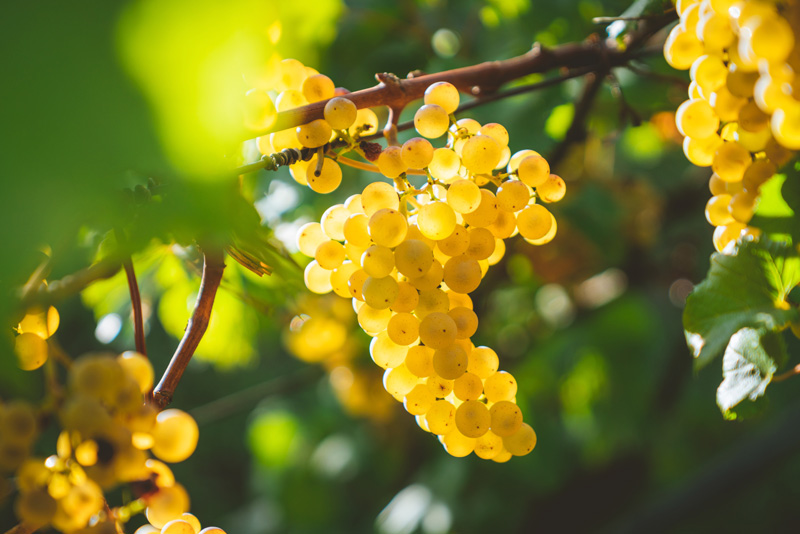 La cepa Chardonnay