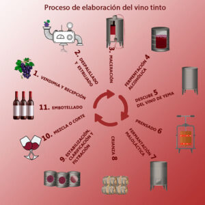 ¿Cómo se elabora el vino tinto? Sus 7 etapas fundamentales