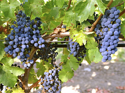 La Cabernet Franc y su elegancia