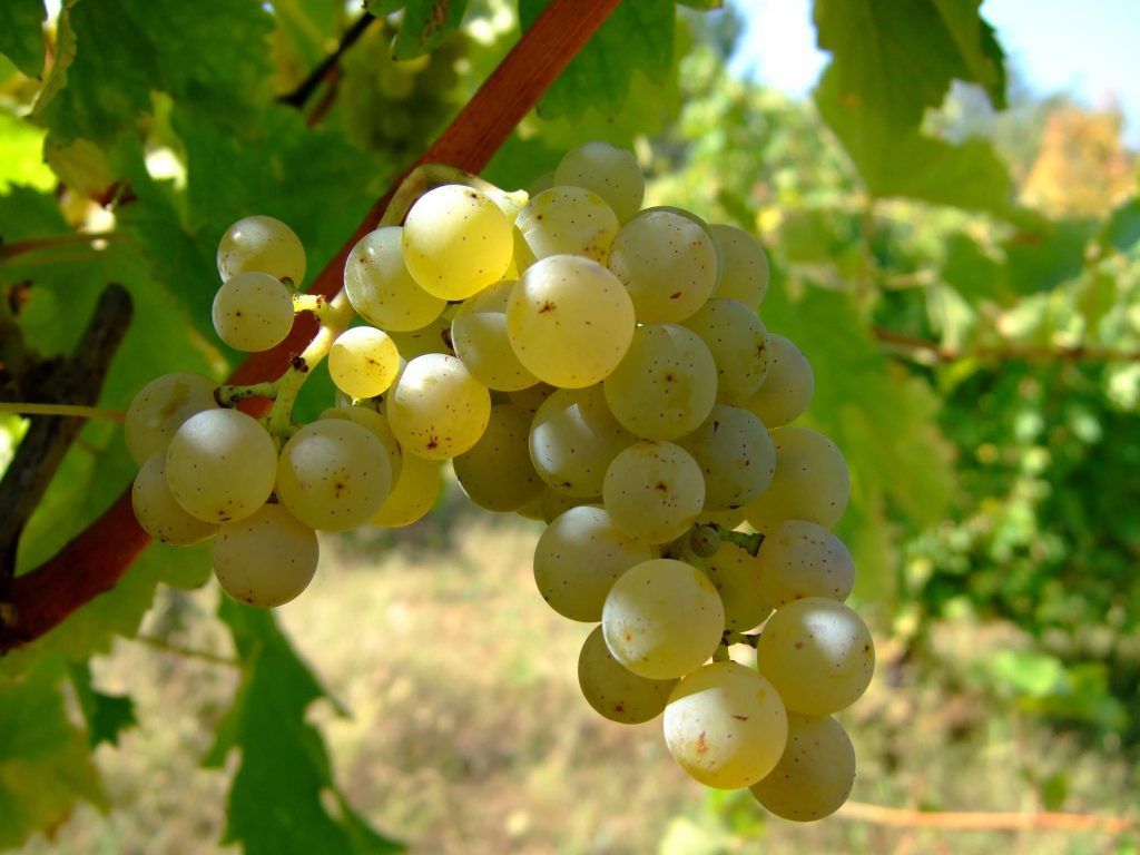 Cepa Sauvignon blanc