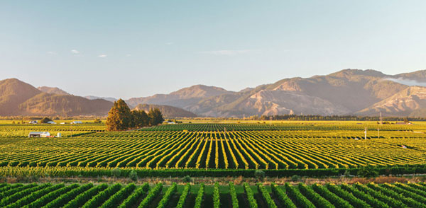 Poesia y vino. La Vid