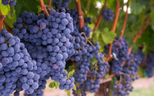 Merlot. Características, cata y maridajes