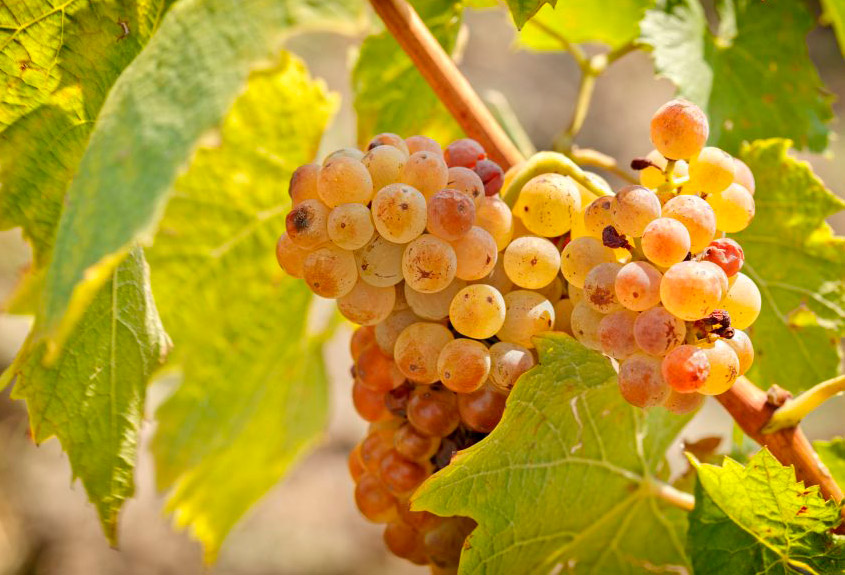 La uva Riesling