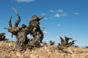 reestructuracion treasure wine estates